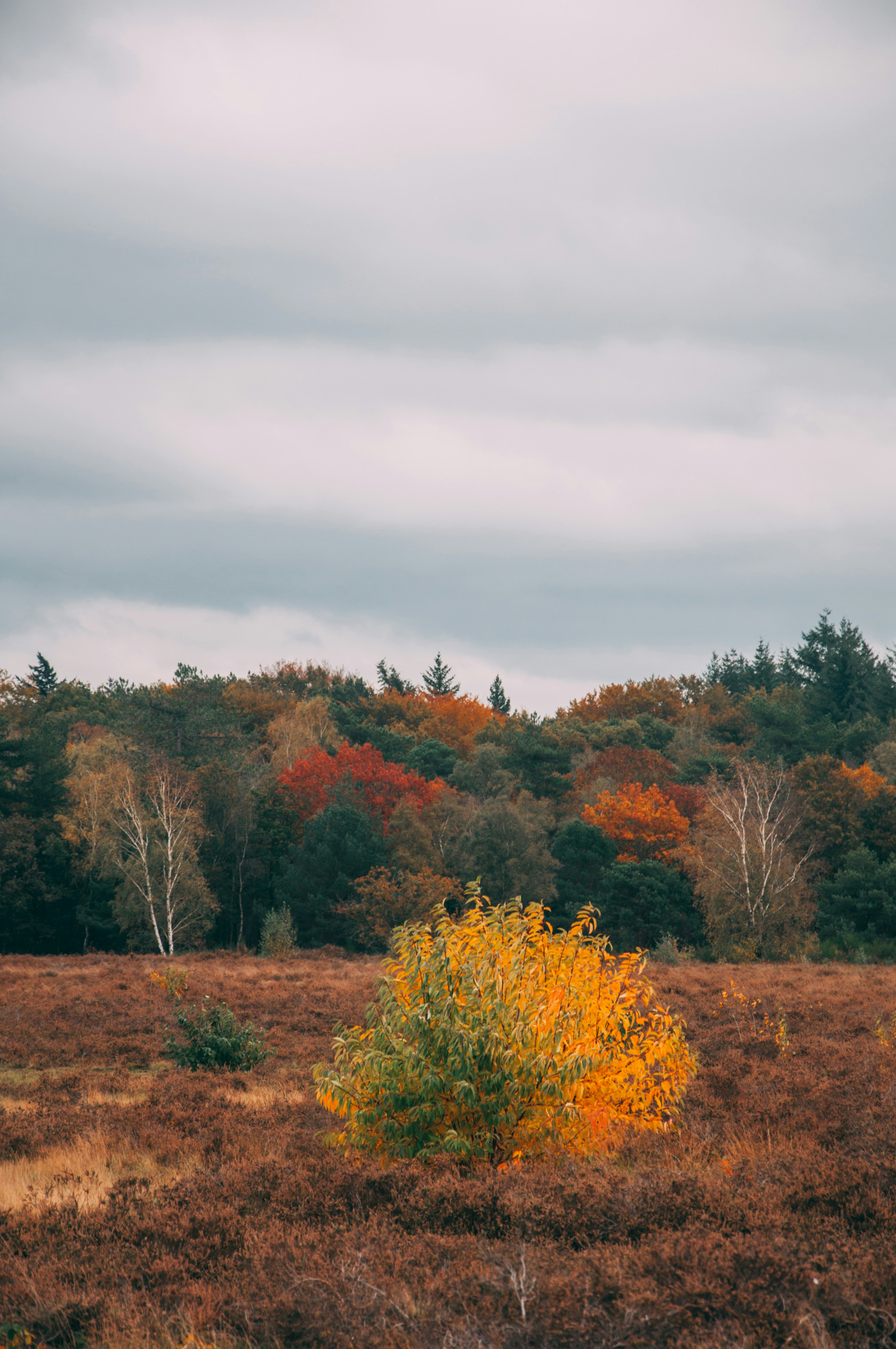 green and brown trees under white clouds during daytime